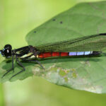 IUCN Redlist: over 6000 dragonfly species assessed